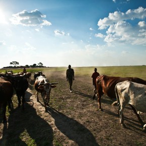 Improving animal health in southern Africa—Why it matters and what to&nbsp;do