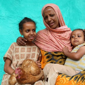 Chicken intervention in Ethiopian households improved the nutrition and growth of young&nbsp;children