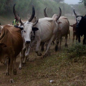 USAID-funded Regional Feed the Future Animal Health Innovation Lab to be based in Nairobi,&nbsp;Kenya