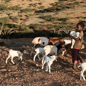 New One Health centre in Africa announces advisory committee&nbsp;members