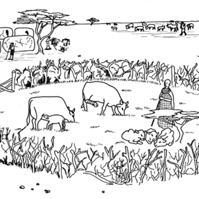 No laughing matter: Livestock enclosures in Africa are an underestimated source of the greenhouse gas&nbsp;N2O