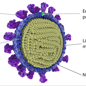 The world needs to learn how to live with COVID-19, says UK public health expert David&nbsp;Heymann