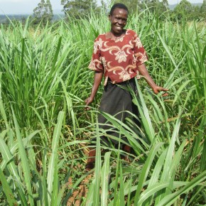 A new study gives insights on Napier (elephant) grass, a fast-growing tropical&nbsp;grass