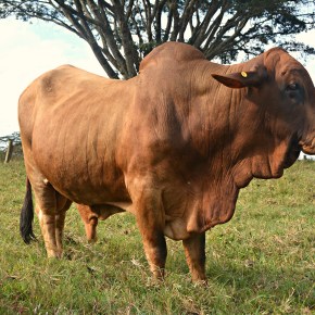 Excursions of a biochemical kind: ILRI hosts CUNY–Regeneron ‘power couple’ working to improve the health of African cattle and COVID-19&nbsp;patients