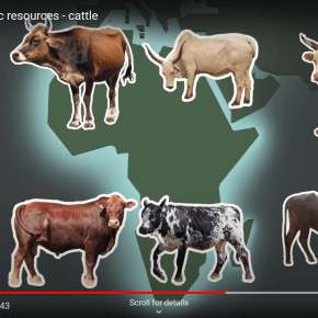A 1,000-year-old ‘Evolutionary Jolt’ helped African cattle adapt to the continent’s multiple&nbsp;challenges