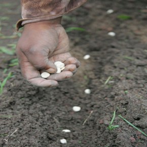 Updated CGIAR feed database provides best-cost livestock feed rations for sub-Saharan&nbsp;Africa