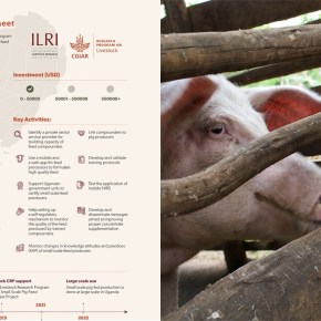 From framework to implementation: ILRI Impact at Scale program publishes first scaling readiness analysis on livestock&nbsp;innovations